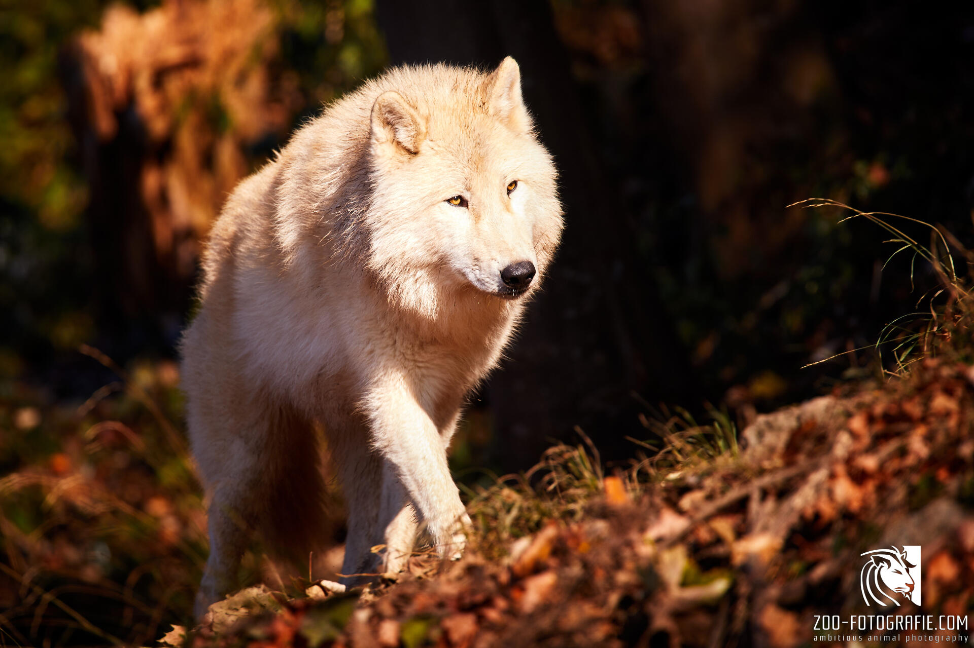 Weißer Wolf im Zoo Salzburg